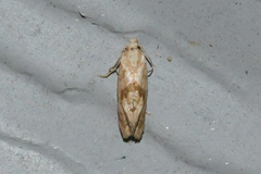 Platphalonidia magdalenae