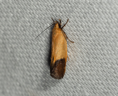 Merocroca automima