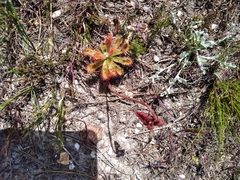 Drosera esterhuyseniae