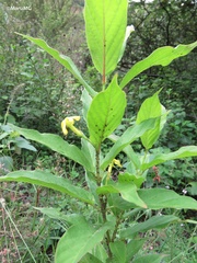 Mandevilla foliosa