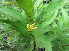 Mandevilla foliosa