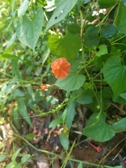 Ipomoea hederifolia