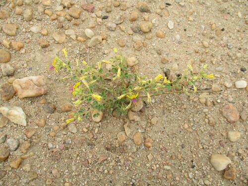 Image of Cleome foliosa by no rights reserved
