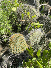 Opuntia pycnantha
