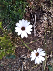 Dimorphotheca montana