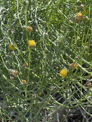 Bebbia juncea juncea