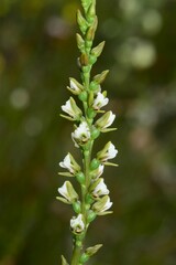 Prasophyllum odoratum
