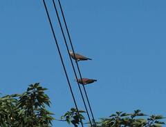Streptopelia tranquebarica