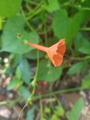 Ipomoea hederifolia