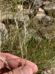 Aristida adscensionis