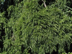 Bambusa vulgaris
