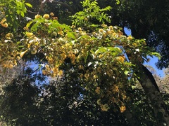 Pararchidendron pruinosum