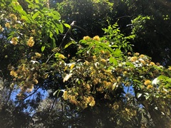 Pararchidendron pruinosum