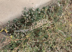 Euphorbia capitellata