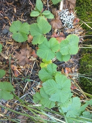 Rubus lasiococcus