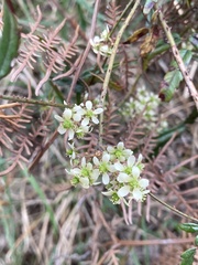 Rubus schmidelioides