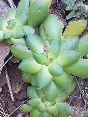 Crassula orbicularis