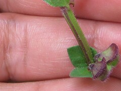 Scutellaria potosina