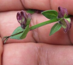 Scutellaria potosina