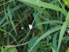 Pseudozizeeria maha okinawana