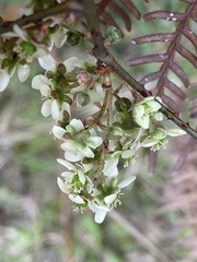 Rubus schmidelioides