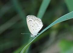Pseudozizeeria maha okinawana