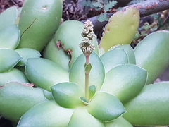 Crassula orbicularis