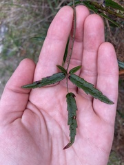 Rubus schmidelioides