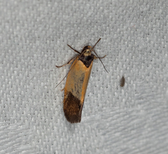Merocroca automima
