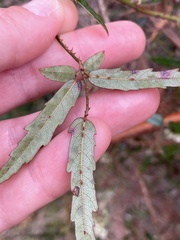 Rubus schmidelioides