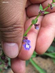 Scutellaria potosina