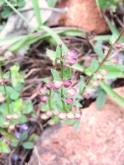 Scutellaria potosina