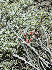 Euphorbia lomelii