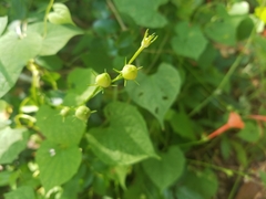Ipomoea hederifolia