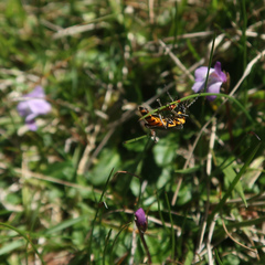 Chauliognathus lugubris