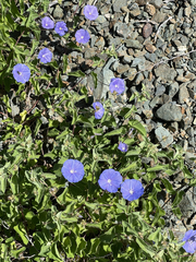 Jacquemontia abutiloides