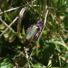 Chauliognathus lugubris