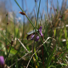 Chauliognathus lugubris