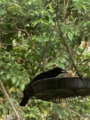 Ptiloris victoriae