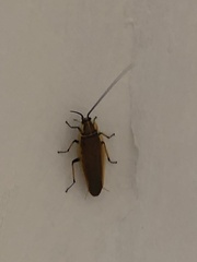Balta bicolor