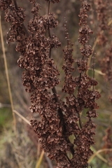 Rumex pseudonatronatus