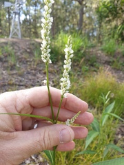 Persicaria attenuata