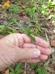Urochloa