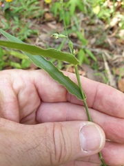 Urochloa
