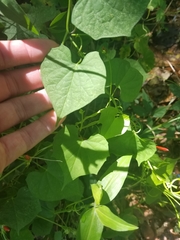 Ipomoea hederifolia