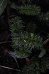Acaena pinnatifida