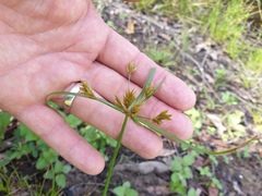 Cyperus polystachyos