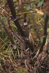 Rumex pseudonatronatus