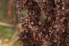 Rumex pseudonatronatus