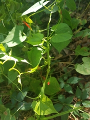Ipomoea hederifolia